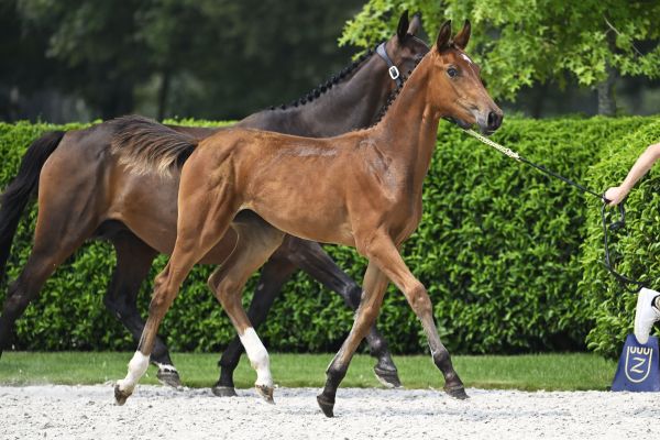 Zangersheide Online Foal Auction August - Explore the current